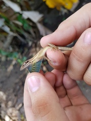 Anolis auratus