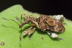 Stephanorhynchus curvipes