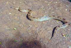 Acrantophis dumerili