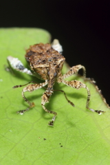 Stephanorhynchus curvipes