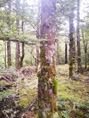 Nothofagus cliffortioides