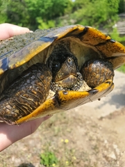 Trachemys scripta elegans