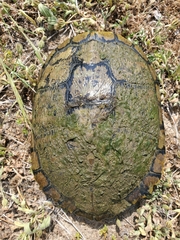 Trachemys scripta elegans