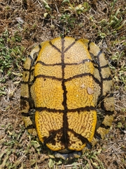 Trachemys scripta elegans