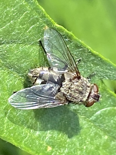 iNaturalist observation photo of Cluster Flies