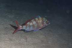 Pagellus erythrinus