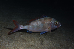 Pagellus erythrinus