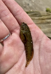 Chasmodes bosquianus
