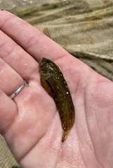 Chasmodes bosquianus