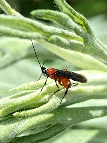 iNaturalist observation photo of Agathidinae