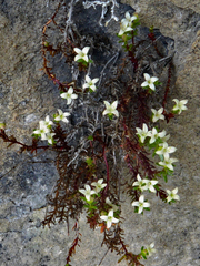 Galium perpusillum