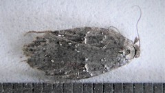 Acleris bowmanana