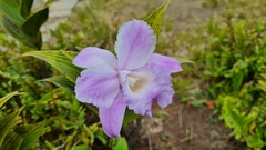 Sobralia warszewiczii