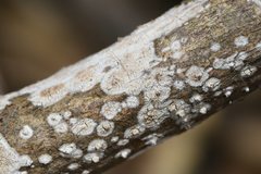 Cylindrobasidium laeve