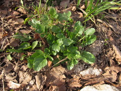 Barbarea vulgaris