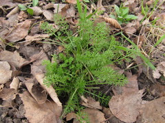 Tripleurospermum inodorum