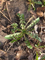 Taraxacum officinale