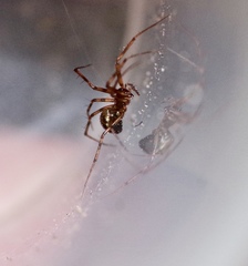 Lepthyphantes leprosus