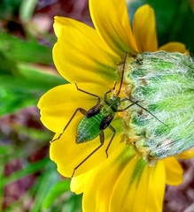 Closterotomus
