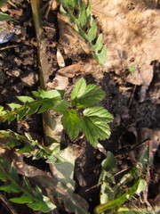 Aegopodium podagraria