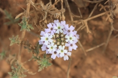 Glandularia berteroi