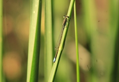 Ischnura denticollis