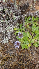 Aster himalaicus
