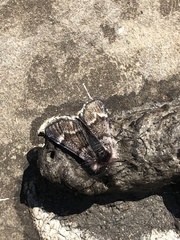 Leucobrephos brephoides