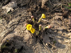 Tussilago farfara