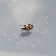 Glischrochilus grandis