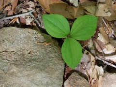 Trillium catesbaei