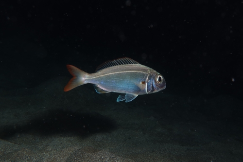 Axillary Seabream