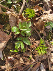 Aegopodium podagraria