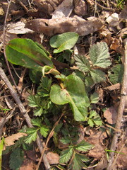 Rumex obtusifolius