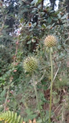 Dipsacus inermis