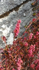 Bistorta vacciniifolia