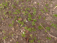 Aegopodium podagraria