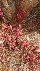 Bistorta vacciniifolia