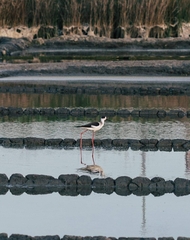 Himantopus himantopus