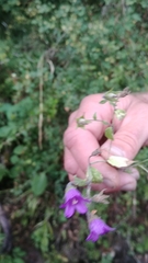Campanula pallida