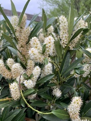 Itea