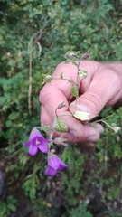 Campanula pallida