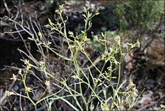 Senecio phelleus