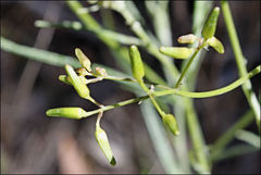 Senecio phelleus
