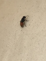 Pseudomethoca brazoria