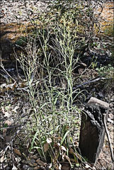 Senecio phelleus