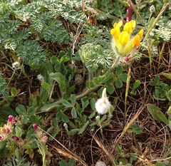 Anthyllis lotoides