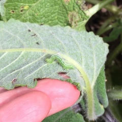 Lepidoptera