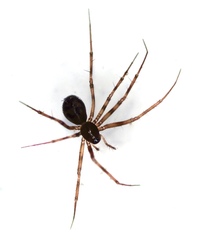 Lepthyphantes leprosus