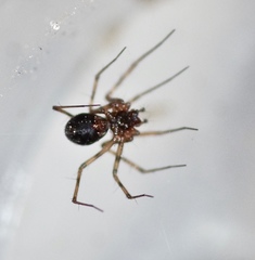 Lepthyphantes leprosus